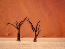 Geisoleerde bomen in Deadvlei NamibiÃ«